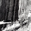 Redwood skogshuggning i Canada
